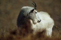 MNGT030108 Mountain Goat