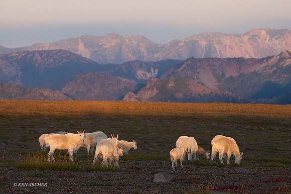 MNGT00078 - Mountain Goat
