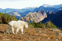 MNGT00194 Mountain Goat