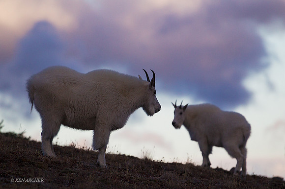 MNGT00235 - Mountain Goat