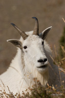 MNGT00054 - Mountain Goat