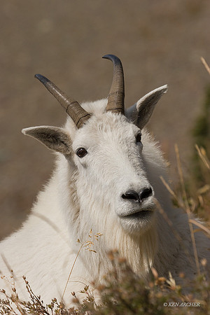 MNGT00054 - Mountain Goat