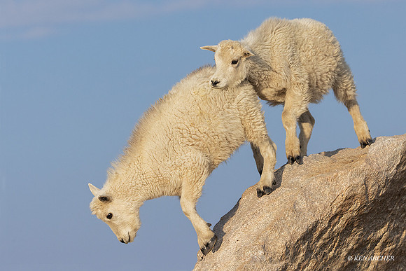 MNGT00996 _ Mountain Goat