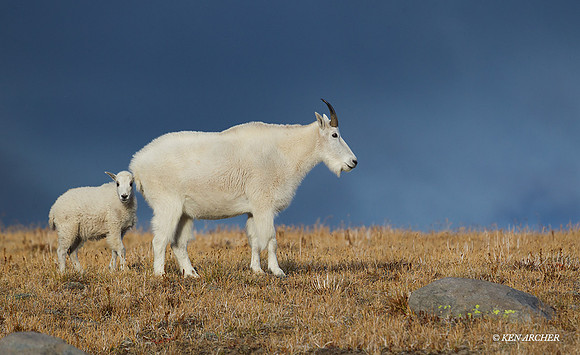 MNGT00137 - Mountain Goat