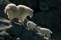 Mountain Goat Nanny with twin kids - MNGT475796