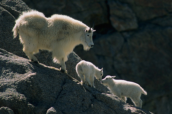 Mountain Goat Nanny with twin kids - MNGT475796