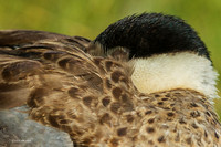 PUWB00642 - Blue-billed Teal