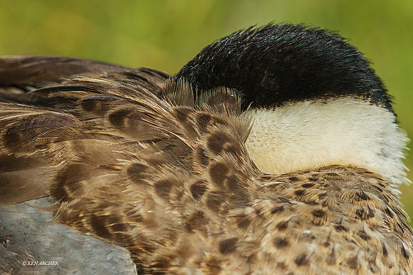 PUWB00642 - Blue-billed Teal