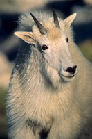 MNGT475783 Young Mountain Goat