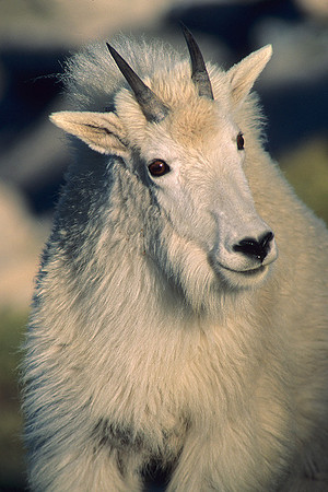 MNGT475783 Young Mountain Goat