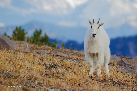 MNGT00203 - Mountain Goat