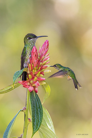PUHB01074 - Booted Racket-tail