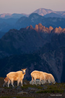 MNGT00082 - Mountain Goat