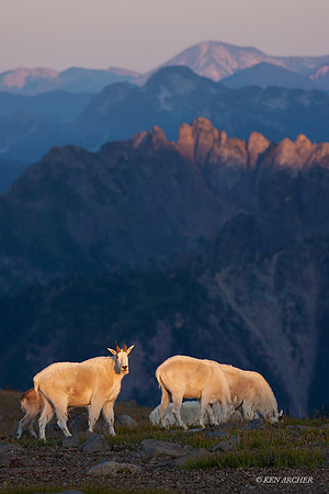 MNGT00082 - Mountain Goat