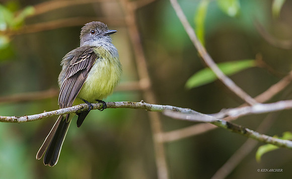 PUBD00122 - Dusky-capped Flycatcher