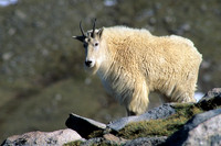 MNGT475824 Mountain Goat