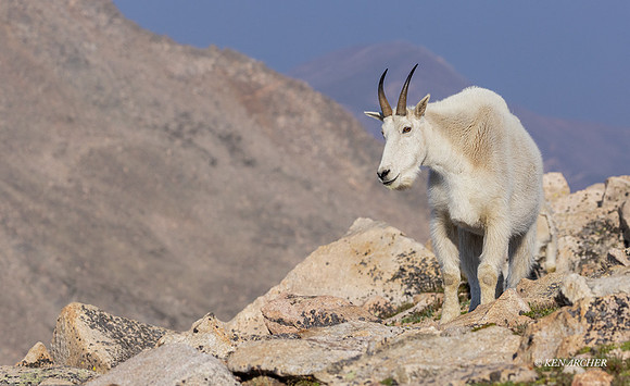 MNGT00351 - Mountain Goat