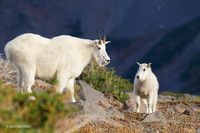 MNGT00176 - Mountain Goat