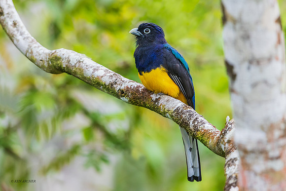 PUTN00005 - Green-backed Trogon