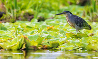 PUWB00271 - Striated Heron