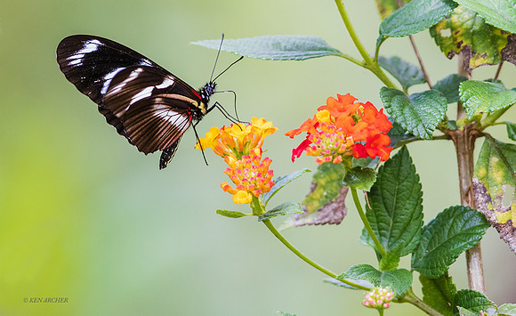 PUIN00003 - Butterfly