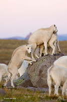 MNGT00109 - Mountain Goat
