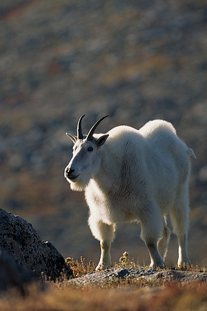 MNGT475893 Mountain Goat