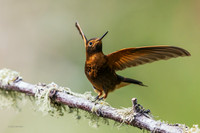 PUHB00888 - Shining Sumbeam Hummingbird