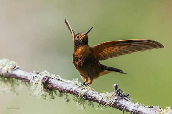 PUHB00888 - Shining Sumbeam Hummingbird