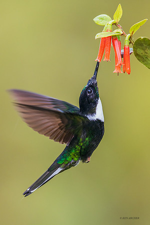 PUHB00553 - Collared Inca