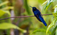 PUHB00613 _ Royal Sunangel Hummingbird