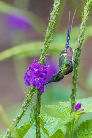 PUHB00234 _ Wire-crested Thorntail