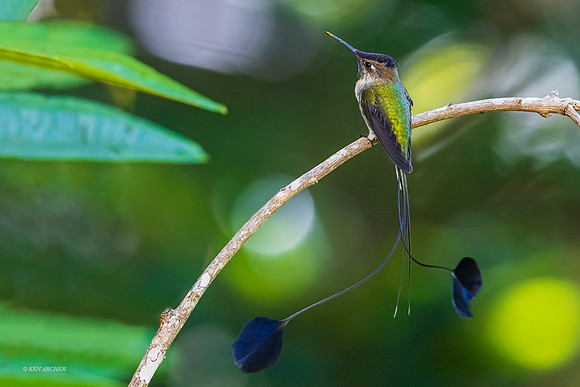 PUHB00317 - Marvelous Spatuletail Hummingbird