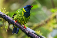 PUBD00092 - Green and Black Fruiteater