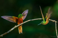PUHB00496  - Chestnut-breasted Coronet