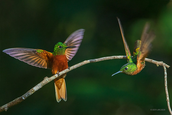 PUHB00496  - Chestnut-breasted Coronet