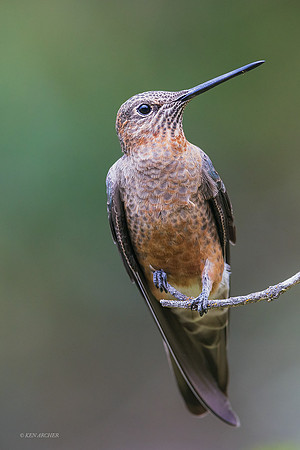 PUHB00962 - Giant Hummingbird