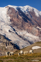 MNGT00062 - Mountain Goat