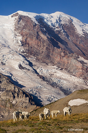MNGT00062 - Mountain Goat