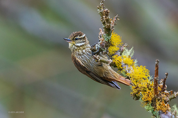 PUBD00043 - Streaked Xenops