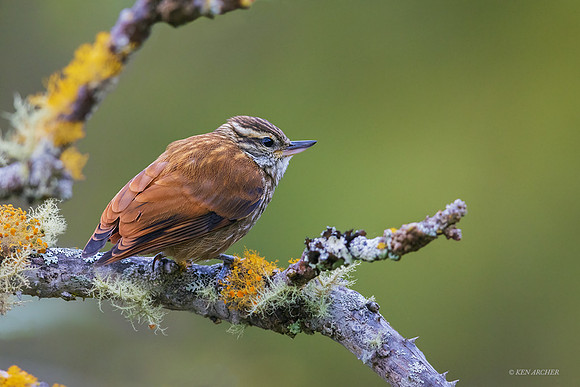 PUBD00045 _ Streaked Xenops