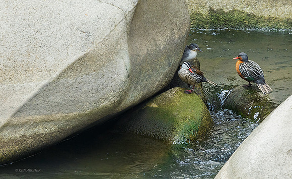 PUWB00294 - Torrent Duck