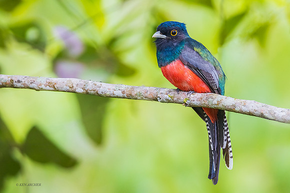 PUTN00039 - Blue-crowned Trogon