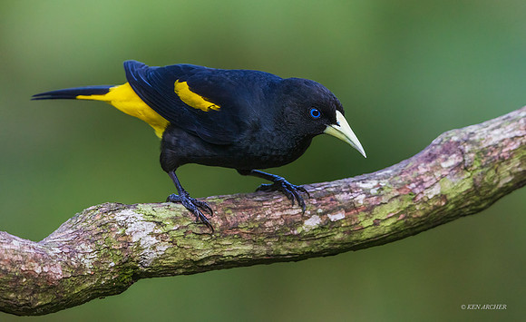 PUBD00017 - Yellow-rumped Cacique