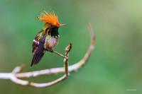 PUHB00132 - Rufous-crested Coquette