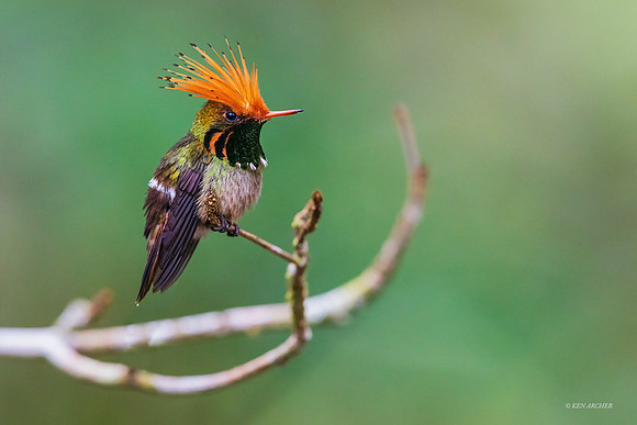 PUHB00132 - Rufous-crested Coquette