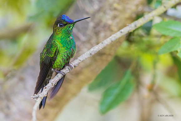 PUHB00260 - Violet-fronted Brilliant