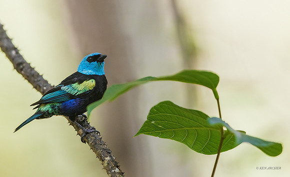 PUTR00137 - Blue-necked Tanager