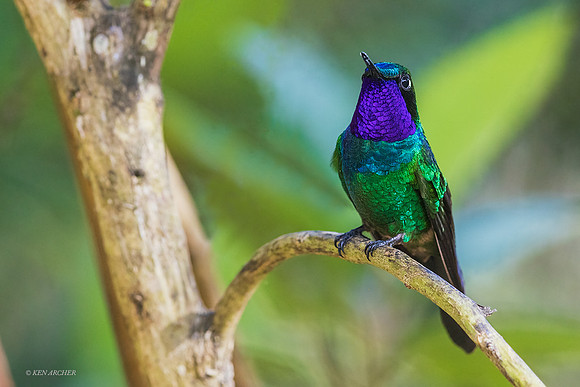 PUHB00469 - Purple-throated Sunangel