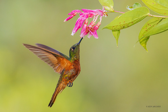 PUHB00641 - Chestnut-breasted Coronet